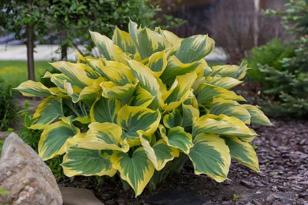 Hosta - modern peyzaj parkı ve bahçe tasarımı için dekoratif bir bitki. Hosta (Funkia, muz zambakları) bahçede. Kapalı yeşil ve beyaz yapraklar.