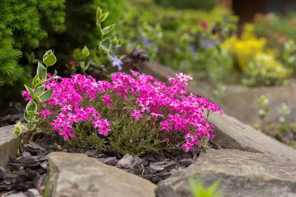 Modern bir bahçede çiçek açan halı Phlox subulata (sürünen fenox, yosun phlox). Çağdaş peyzaj alanında toprak örtüsü çiçekli Phlox subulata. Çiçeklerden oluşan beyaz ve pembe halı sürünüyor.