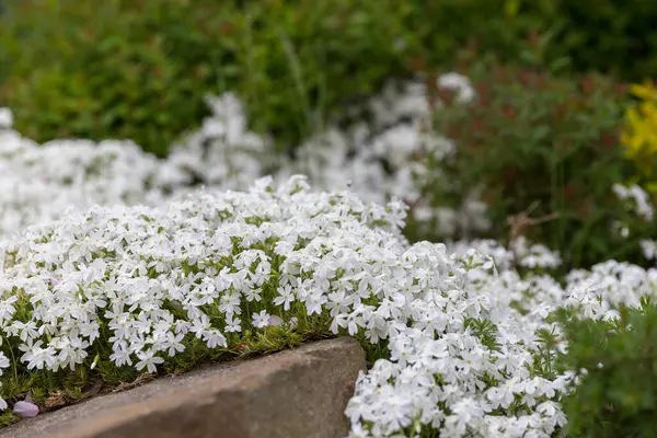 Modern bir bahçede çiçek açan halı Phlox subulata (sürünen fenox, yosun phlox). Çağdaş peyzaj alanında toprak örtüsü çiçekli Phlox subulata. Çiçeklerden oluşan beyaz ve pembe halı sürünüyor.