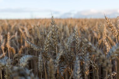 Hasat zamanı buğday tarlası. Olgun buğday başakları. Tarım imajı. Olgun buğday kulakları altın rengidir..