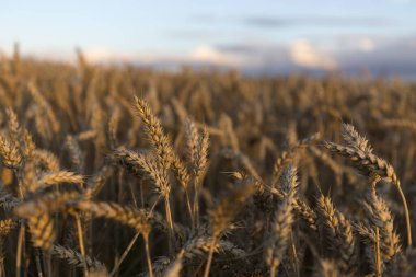 Hasat zamanı buğday tarlası. Olgun buğday başakları. Tarım imajı. Olgun buğday kulakları altın rengidir..