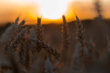 Hasat zamanı buğday tarlası. Olgun buğday başakları. Tarım imajı. Olgun buğday kulakları altın rengidir..