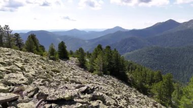 Pinus cembra dağ ormanları. Karpatların dağ orman ekosistemleri, Gorgan bölgesi. Karpat, Gorgan rezervi, Ukrayna 'daki İsviçre taş çamı (Pinus cembra) ormanı.