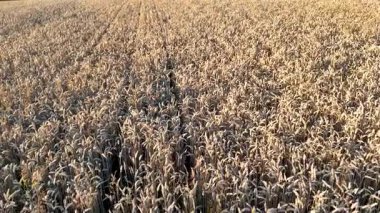 Olgun buğday tarlasının drone görüntüsü. Buğday dünyanın ana tarım ürünüdür. Hasat zamanı buğday tarlası. Buğday kulakları yakında. Tarım imajı. Olgun buğday kulakları altın rengidir..