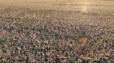 Olgun buğday tarlasının drone görüntüsü. Buğday dünyanın ana tarım ürünüdür. Hasat zamanı buğday tarlası. Buğday kulakları yakında. Tarım imajı. Olgun buğday kulakları altın rengidir..