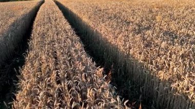 Olgun buğday tarlasının drone görüntüsü. Buğday dünyanın ana tarım ürünüdür. Hasat zamanı buğday tarlası. Buğday kulakları yakında. Tarım imajı. Olgun buğday kulakları altın rengidir..