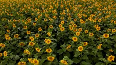 İnsansız hava aracı çiçek tarlasının üzerinde uçuyor. Tarlada ayçiçekleri açıyor, tarım temalı. Hava sineması klibi: İnsansız hava aracı güneş batarken bir ayçiçeği tarlasında uçuyor. Güzel yaz manzarası.