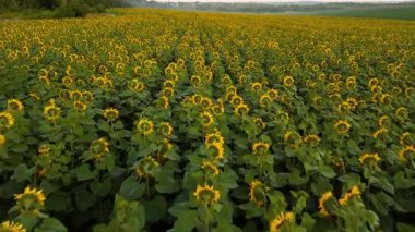 İnsansız hava aracı çiçek tarlasının üzerinde uçuyor. Tarlada ayçiçekleri açıyor, tarım temalı. Hava sineması klibi: İnsansız hava aracı güneş batarken bir ayçiçeği tarlasında uçuyor. Güzel yaz manzarası.