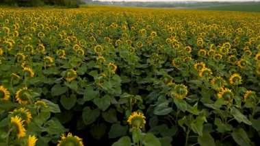 İnsansız hava aracı çiçek tarlasının üzerinde uçuyor. Tarlada ayçiçekleri açıyor, tarım temalı. Hava sineması klibi: İnsansız hava aracı güneş batarken bir ayçiçeği tarlasında uçuyor. Güzel yaz manzarası.