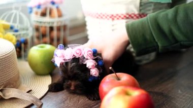 Beyaz kız tatlı tüylü çikolatalı Yorkshire Teriyeri 'ni alıp okşuyor. Yavru köpek kafasının süsleri sahte pembe çiçeklerle süslenmiş.