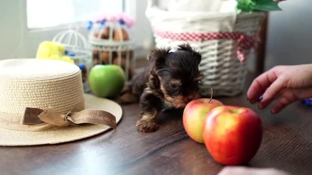 Caucasian Girl Hand Strokes Cute Little Chocolate Yorkshire Terrier Puppy — Vídeo de stock