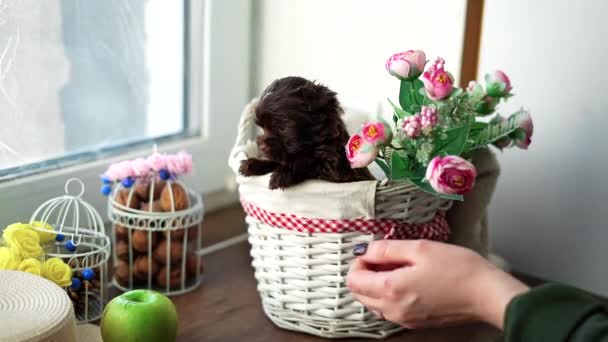 White Girl Hand Strokes Cute Little Chocolate Yorkshire Terrier Puppy — Stock Video