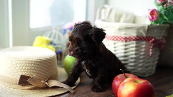 Cute Little Chocolate Yorkshire Terrier Szczeniak Siedzi Pobliżu Soczyste Czerwone — Wideo stockowe