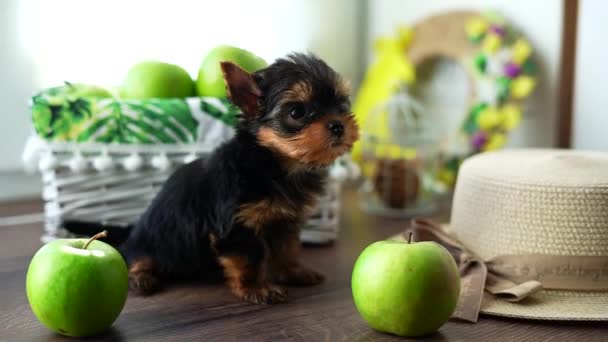 Cute Little Fluffy Yorkshire Terrier Puppy Sits Juicy Green Apple — Vídeo de Stock