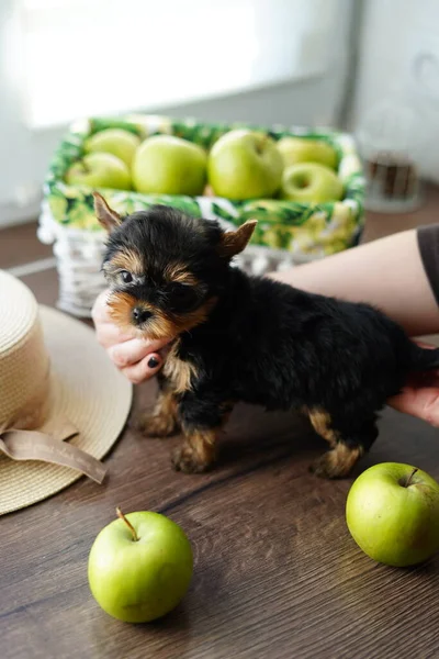Caucasian girl\'s hands hold cute little Yorkshire terrier puppy that sits on a wooden table near juicy green apples, beige decorative hat against white wicker basket