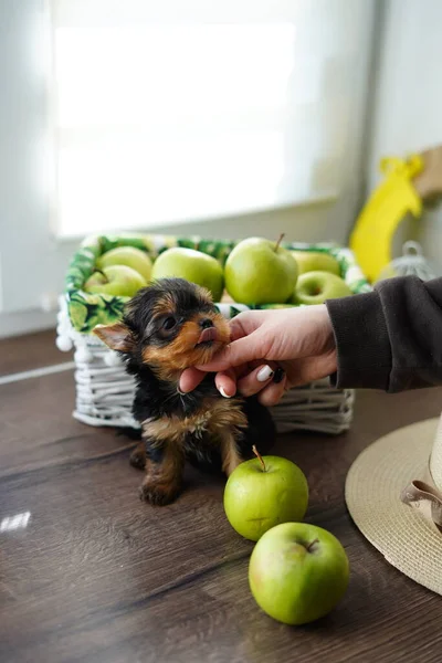 A white girl\'s hand strokes a cute little Yorkshire terrier puppy that sits near juicy green apples, a beige ornamental hat. Puppy licks himself and looks at the girl against the background of a white bicker