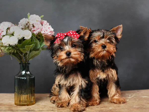 两只可爱的毛茸茸的约克郡猎狗坐在一张木制桌子上 对着镜头摆姿势 小狗头上有一个红色的蝴蝶结 旁边是一个花瓶 粉色的花朵衬托着黑色的背景 — 图库照片