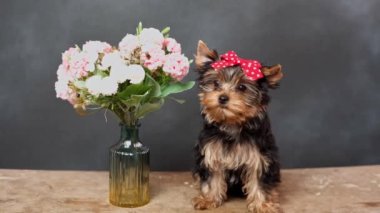 Şirin, tüylü bir Yokrshire Teriyer Köpeği ahşap bir masada oturur ve kamerada poz verir. Yavrunun kafasında kırmızı bir fiyonk, yanında pembe çiçekli bir vazo var.