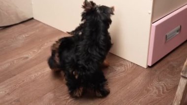 İki komik, tüylü Yokrshire Teriyer Yavrusu yeşil bir topla oynanıyor. Yavrular aktif olarak birbirlerinin peşinden koşarlar. Komik ev hayvanları.