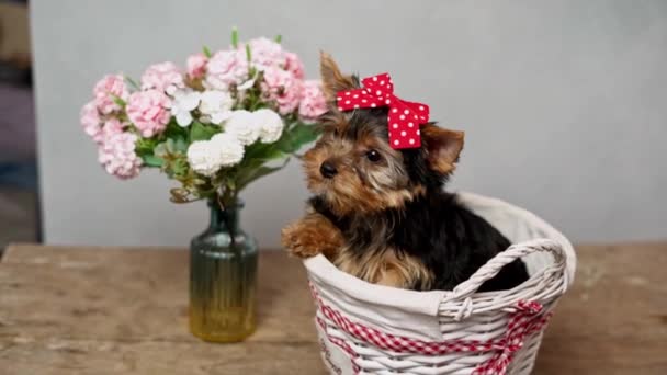 귀엽고 요크셔 테리어푸 바구니에 배경을 카메라에 강아지는 머리에 꽃병에는 분홍색 — 비디오