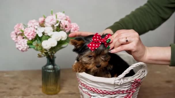 Una Chica Caucásica Pone Lazo Rojo Sobre Cabeza Cachorro Yorkshire — Vídeo de stock