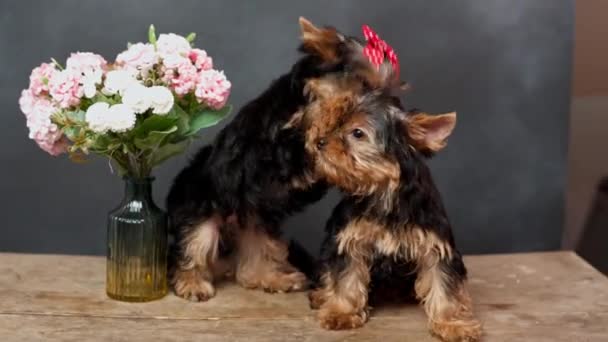 Dwa Słodkie Futrzane Szczeniaki Yokrshire Terrier Siadają Drewnianym Stole Szczeniaki — Wideo stockowe