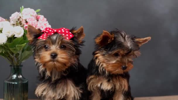 Due Simpatici Cuccioli Pelosi Dello Yokrshire Terrier Seduti Tavolo Legno — Video Stock