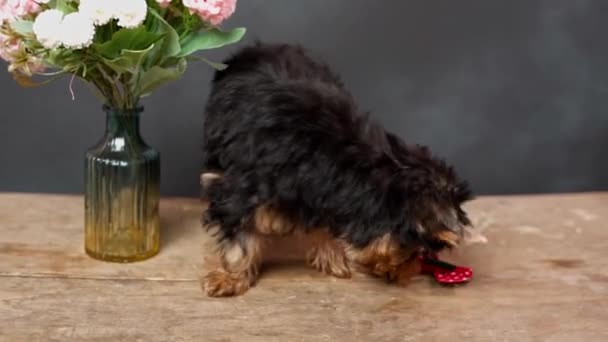Αστεία Χνουδωτή Yokrshire Terrier Κουταβάκια Κάθεται Ένα Ξύλινο Τραπέζι Κουτάβι — Αρχείο Βίντεο