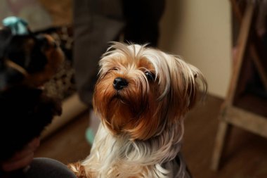Duygusal Yorkshire Terrier 'i sahibine bakıyor. Yorkshire Teriyerinin yüzü yakın plan.