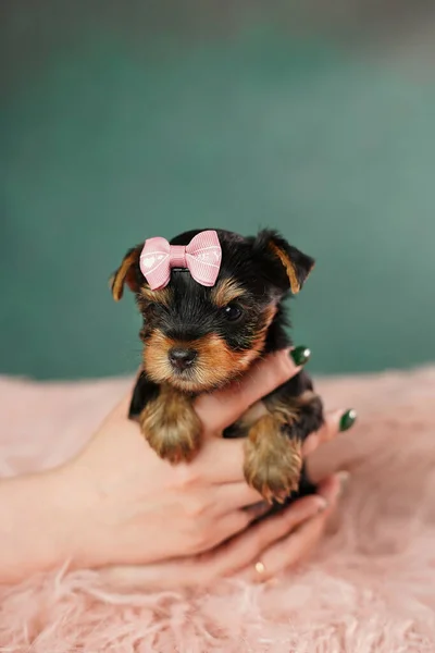 一个高加索女孩的手抱着一只可爱的约克郡三只小狗靠着一个粉红色的毛皮枕头 毛茸茸的 可爱的约克郡小狗 头上戴着粉色的弓 看着摄像机 — 图库照片