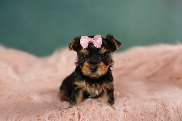 一只可爱的约克郡畸形狗坐在粉色毛绒枕头上 蓬松可爱的约克郡泰瑞埃头上戴着粉色的蝴蝶结看着相机 — 图库照片