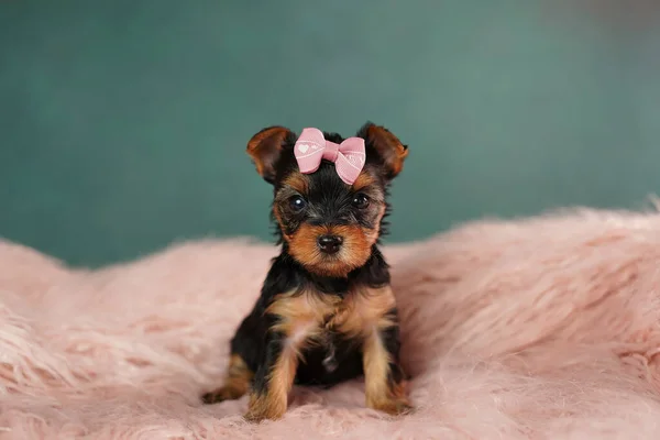 一只可爱的约克郡畸形狗坐在粉色毛绒枕头上 蓬松可爱的约克郡泰瑞埃头上戴着粉色的蝴蝶结看着相机 — 图库照片