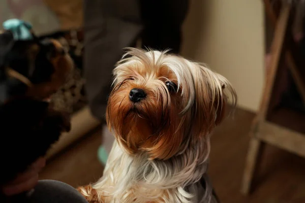 stock image Close-up of emotional Yorkshire Terrier Looking at its Owner. Yorkshire terrier's face close-up