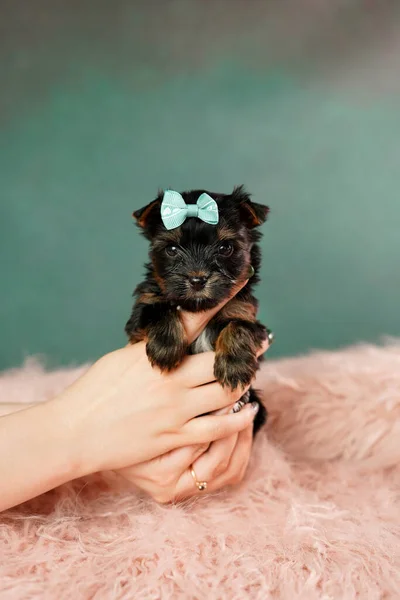 Egy Kaukázusi Lány Keze Egy Cuki Yorkshire Terrier Kiskutyát Tart — Stock Fotó