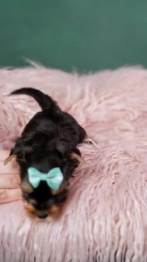 Pembe Kürk Yastığında oturan şirin bir Yorkshire Teriyeri Köpeği. Komik, sevimli Yorkshire teriyeri kafasında mavi kurdele var. Dikey video
