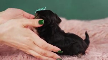 Pembe Kürk Yastığında oturan şirin bir Yorkshire Teriyeri Köpeği. Komik, sevimli Yorkshire Teriyeri kafasında mavi kurdeleyle