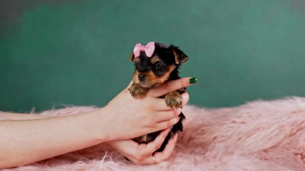 Een Blanke Meidenhand Die Een Schattige Yorkshire Terrier Puppy Vasthoudt — Stockvideo