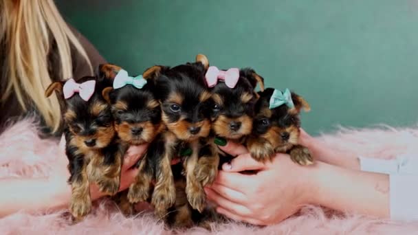 Cinco Bonitos Bonitos Cachorros Yorkshire Terrier Sentados Nos Braços Menina — Vídeo de Stock