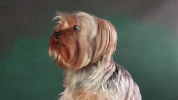 Een Volwassen Yorkshire Terrier Dog Zittend Een Roze Pelskussen Pluizig — Stockvideo