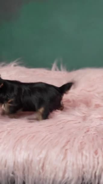 Lindo Cachorro Yorkshire Terrier Sentado Una Almohada Piel Rosa Curioso — Vídeos de Stock