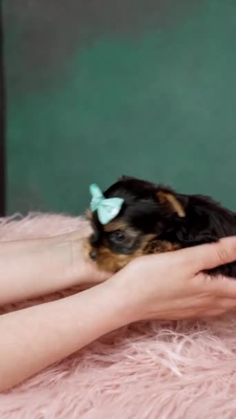 可愛いヨークシャーテリアの子犬ピンクの毛皮の枕に座っています 面白いです 彼女の頭の上に青い弓でかわいいヨークシャーテリア 垂直ビデオ — ストック動画