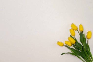 Beyaz arka planda sarı lale buketi. Metin için alanı kopyala