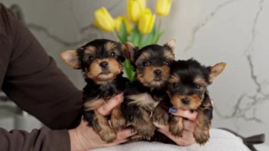 Beyaz bir kızın ellerinde oturan üç sevimli Yorkshire Teriyeri Köpeği. Sevimli evcil hayvan. Kameraya bakıyorum.