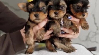 Beyaz bir kızın ellerinde oturan üç sevimli Yorkshire Teriyeri Köpeği. Sevimli evcil hayvan. Kameraya bakıyorum.