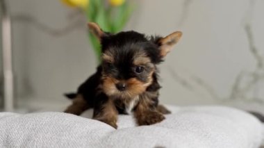 Gri bir yastıkta oturan bir Yorkshire Terrier köpeği. Sevimli evcil hayvan. Kameraya bakıyorum.