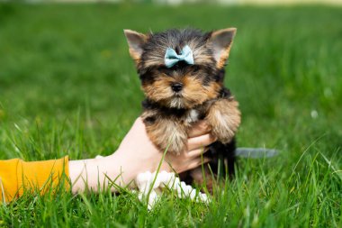 Küçük bir Yorkshire Teriyeri Yavrusu yeşil çimlerin arkasında bir kızın kollarında oturuyor. Şirin köpek. Metin için alanı kopyala