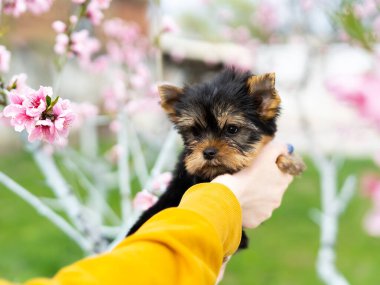 Küçük bir Yorkshire Teriyeri Yavrusu yeşil çimlerin arkasında bir kızın kollarında oturuyor. Şirin köpek. Metin için alanı kopyala