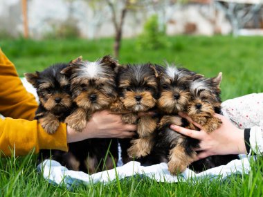 Beş Yorkshire Teriyer Köpeği Yeşil Çimen 'de beyaz bir sepetin içinde oturuyorlar. Bir grup şirin köpek yavrusu. Metin için alanı kopyala