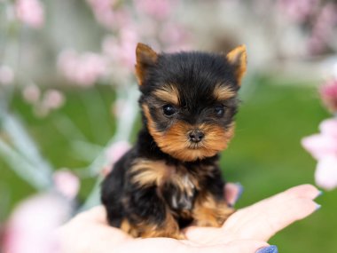Küçük bir Yorkshire Teriyeri Yavrusu yeşil çimlerin arkasında bir kızın kollarında oturuyor. Şirin köpek. Metin için alanı kopyala