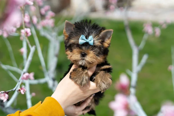 Pequeno Yorkshire Terrier Puppy Senta Nos Braços Uma Menina Contra — Fotografia de Stock